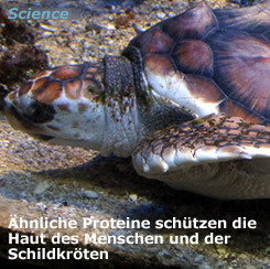 Studie: Ähnliche Proteine schützen die Haut des Menschen und der Schildkröten. Fotocredit OB