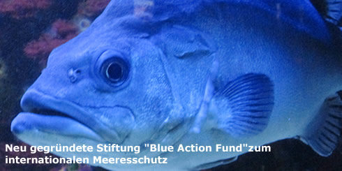 KfW und BMZ gründen Stiftung "Blue Action Fund" zum internationalen Meeresschutz